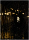 incy wincy spider