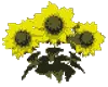 sunflowers