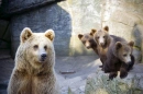 The 3 little bears and 1 big one. 