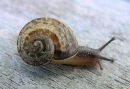 Slim the snail 