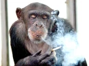Smoking Monkey