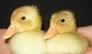 Two ducklings
