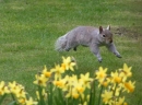 Leaping Squirrel