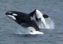 Whales splashing