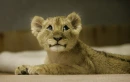 Lion Cub