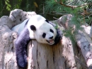 Laughing Panda