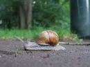 Slow Start