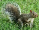 Curious squirrel