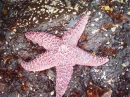 Starfish
