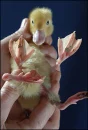 Stumpy the Duck