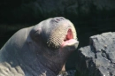 Walrus sings