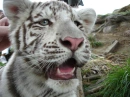 White Tiger
