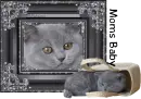 Glitter Kitten.. Mom's Baby