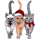 gatos