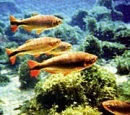 peixes