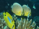 peixes