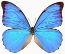 Morpho anaxibia Esper
