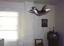 flying kitty
