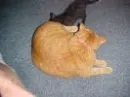 my cats