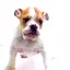 Dog (puppy)