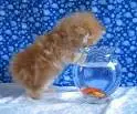 Kitty