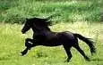 stallion