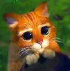 pussy cat