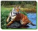 tigers jump!!!