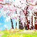 cherry blossom