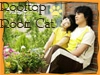 rooftop room cat