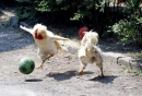 football