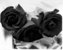 black roses