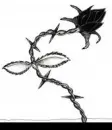 black rose