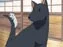 Shigure Doggay!!