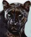 Panther