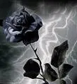 black rose