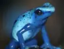 poison frog