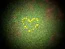 flowers=love