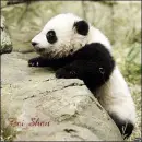 Panda bear