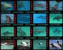 Dolphin Tiles