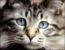 awwwwwww... sucha cutie cat