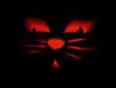 cat background