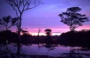 Pantanal
