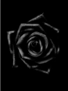 black rose