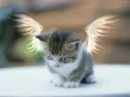 Angel Cat