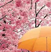 umbrella