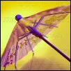 umbrella