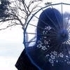 umbrella