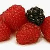 fruit