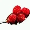 fruit